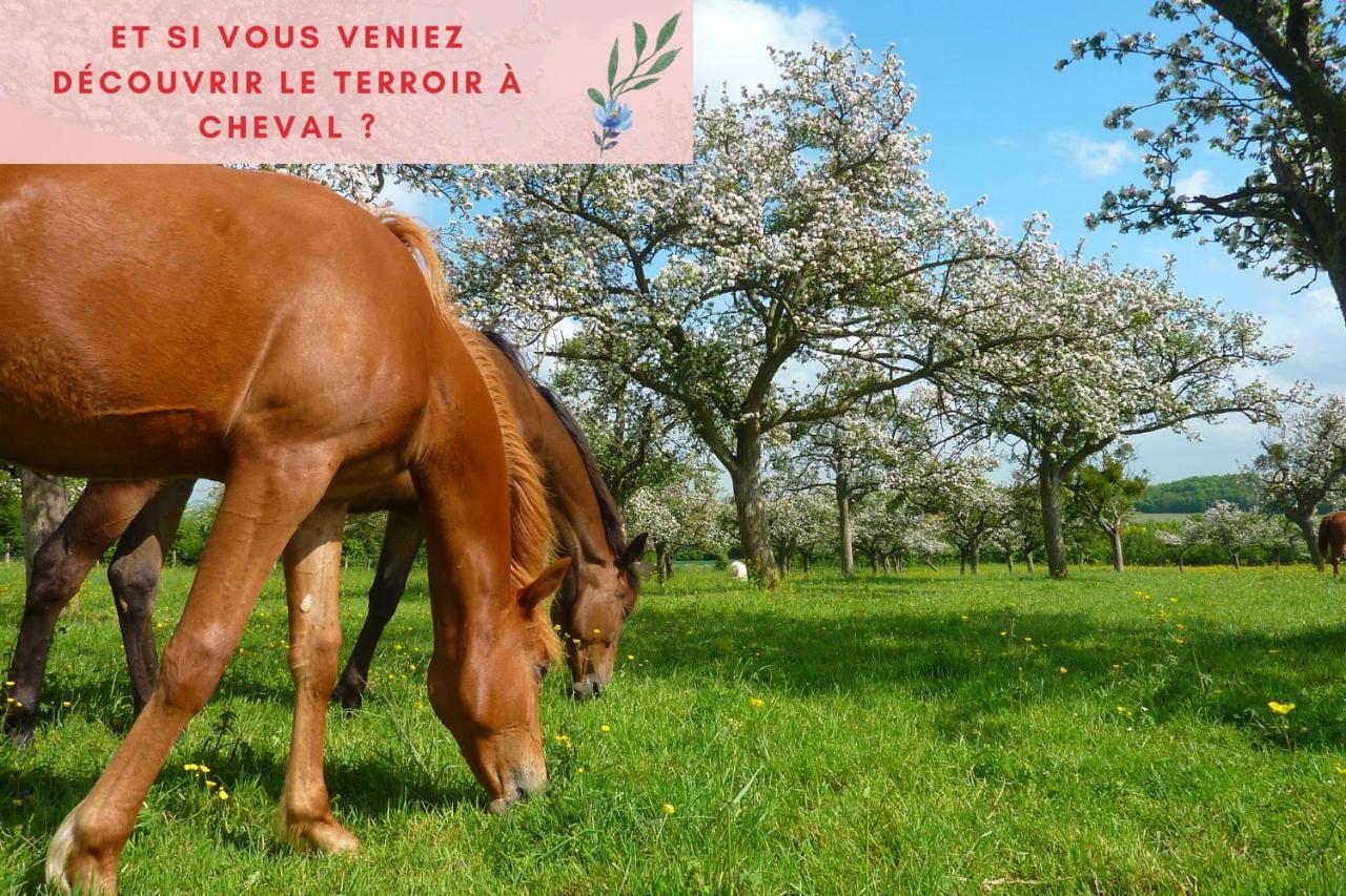 Suite Jungle - Jardin, Netflix Et Parking - Le Manoir Aux Pommes Orbec 外观 照片